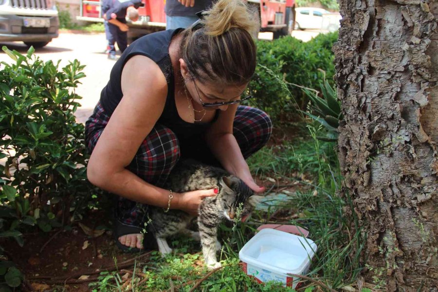 Ağaçta Mahsur Kalan Kedisine Kavuşunca Büyük Mutluluk Yaşadı