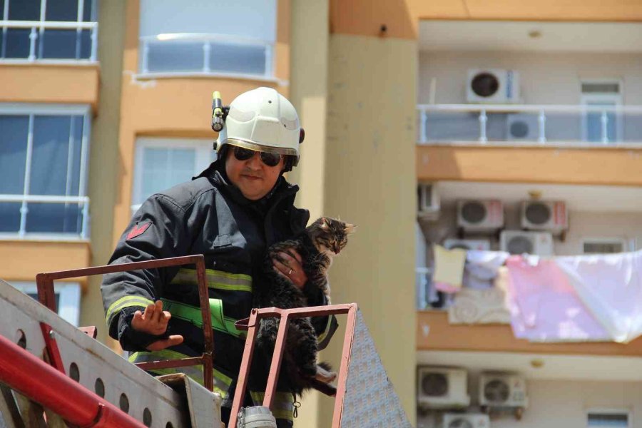 Ağaçta Mahsur Kalan Kedisine Kavuşunca Büyük Mutluluk Yaşadı