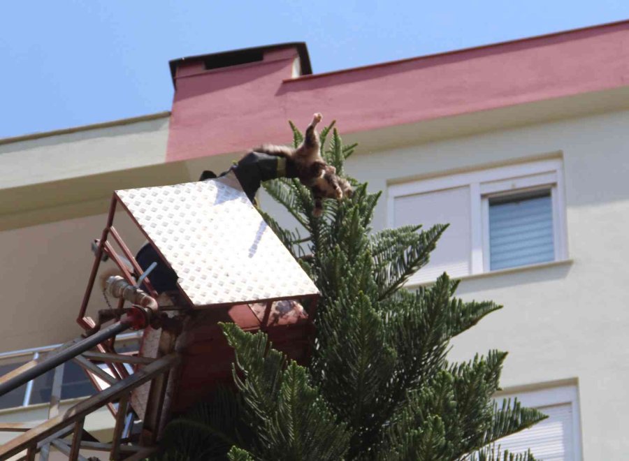 Ağaçta Mahsur Kalan Kedisine Kavuşunca Büyük Mutluluk Yaşadı