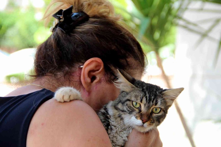 Ağaçta Mahsur Kalan Kedisine Kavuşunca Büyük Mutluluk Yaşadı