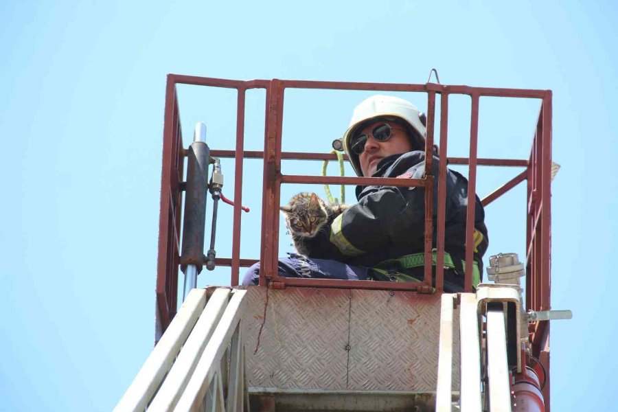 Ağaçta Mahsur Kalan Kedisine Kavuşunca Büyük Mutluluk Yaşadı