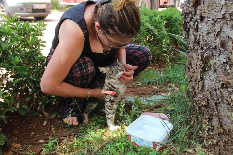Ağaçta Mahsur Kalan Kedisine Kavuşunca Büyük Mutluluk Yaşadı