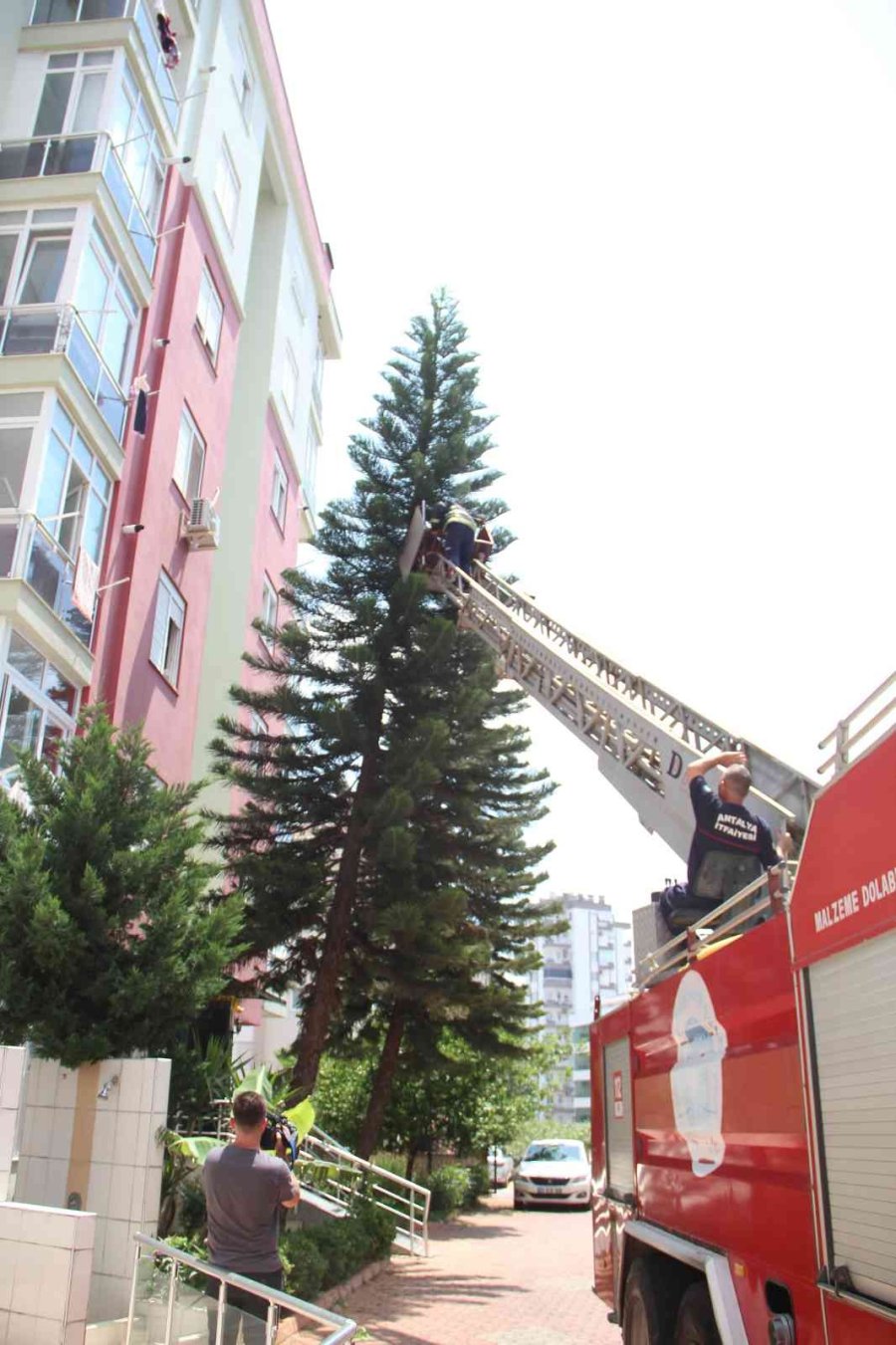 Ağaçta Mahsur Kalan Kedisine Kavuşunca Büyük Mutluluk Yaşadı
