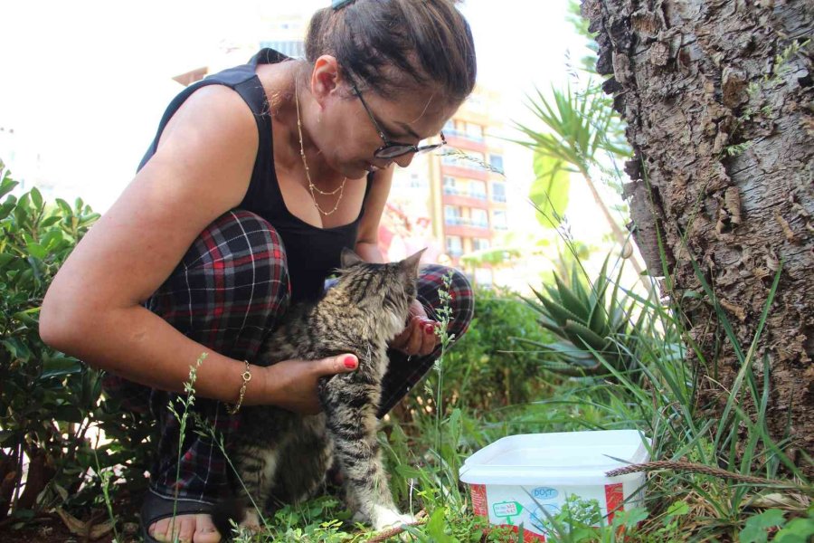 Ağaçta Mahsur Kalan Kedisine Kavuşunca Büyük Mutluluk Yaşadı