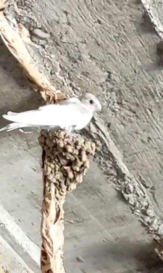 İnşaattaki Kuş Yuvasından Beyaz Kırlangıç Çıktı, Görenler Şaştı Kaldı