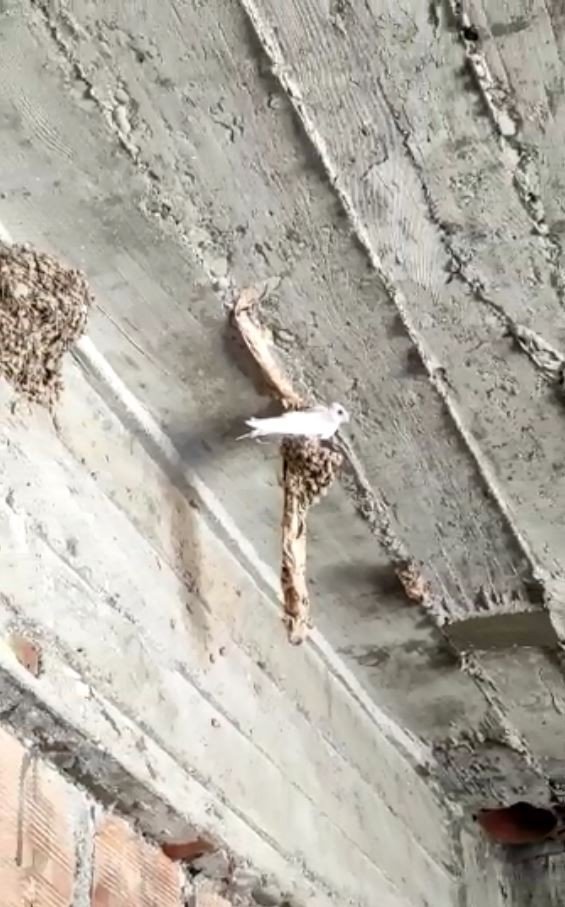 İnşaattaki Kuş Yuvasından Beyaz Kırlangıç Çıktı, Görenler Şaştı Kaldı