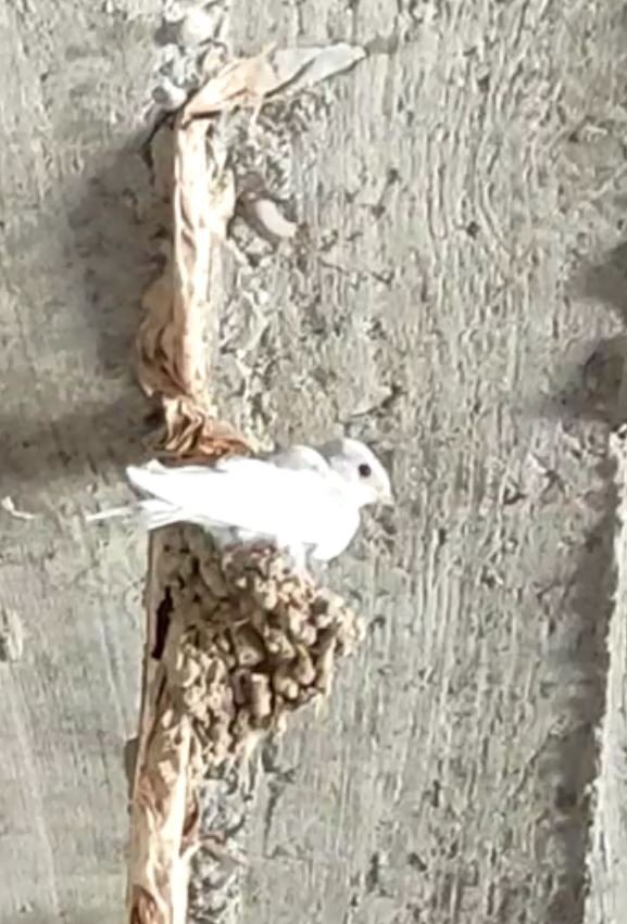 İnşaattaki Kuş Yuvasından Beyaz Kırlangıç Çıktı, Görenler Şaştı Kaldı