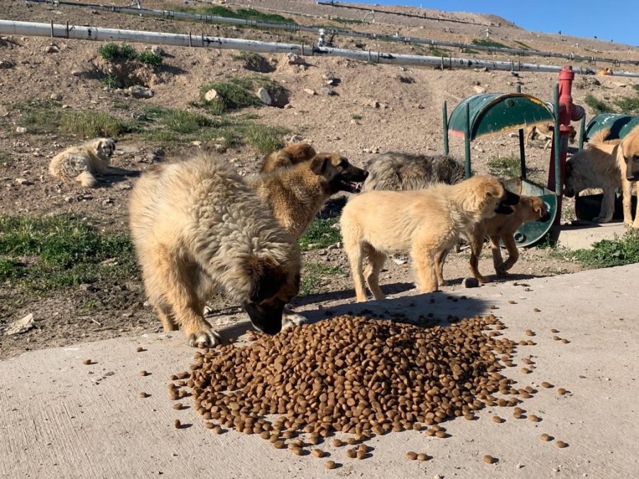 Sokak Hayvanlarına İşitme Engelliler Umut Oldu