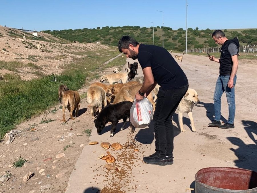Sokak Hayvanlarına İşitme Engelliler Umut Oldu