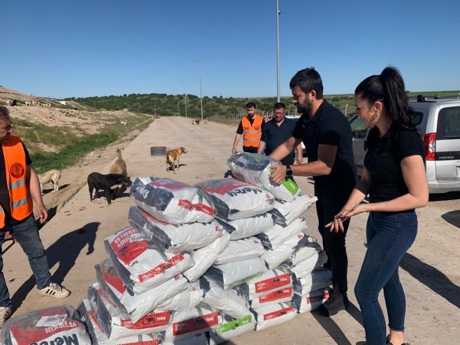 Sokak Hayvanlarına İşitme Engelliler Umut Oldu