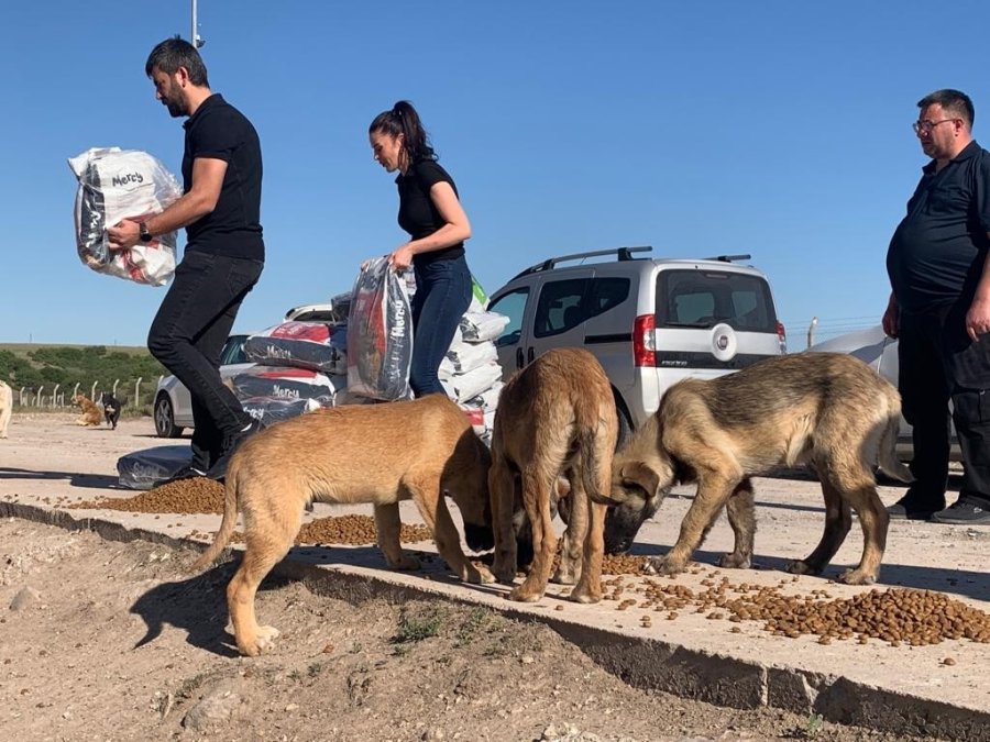 Sokak Hayvanlarına İşitme Engelliler Umut Oldu