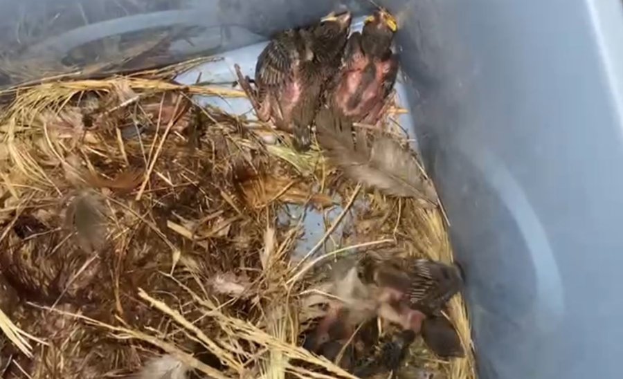 Evinin Balkonuna Yuva Yapan Serçenin Yavrularına Sahip Çıktı