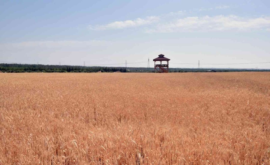 Kepez’in Buğday Tarlalarında Hasat Zamanı