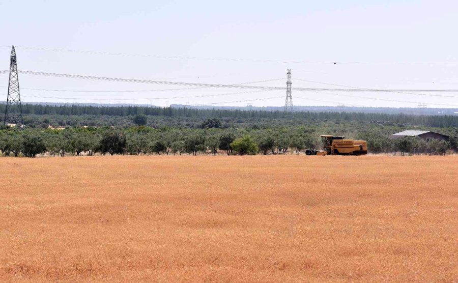Kepez’in Buğday Tarlalarında Hasat Zamanı