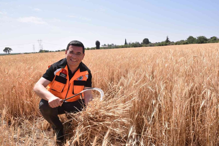 Kepez’in Buğday Tarlalarında Hasat Zamanı