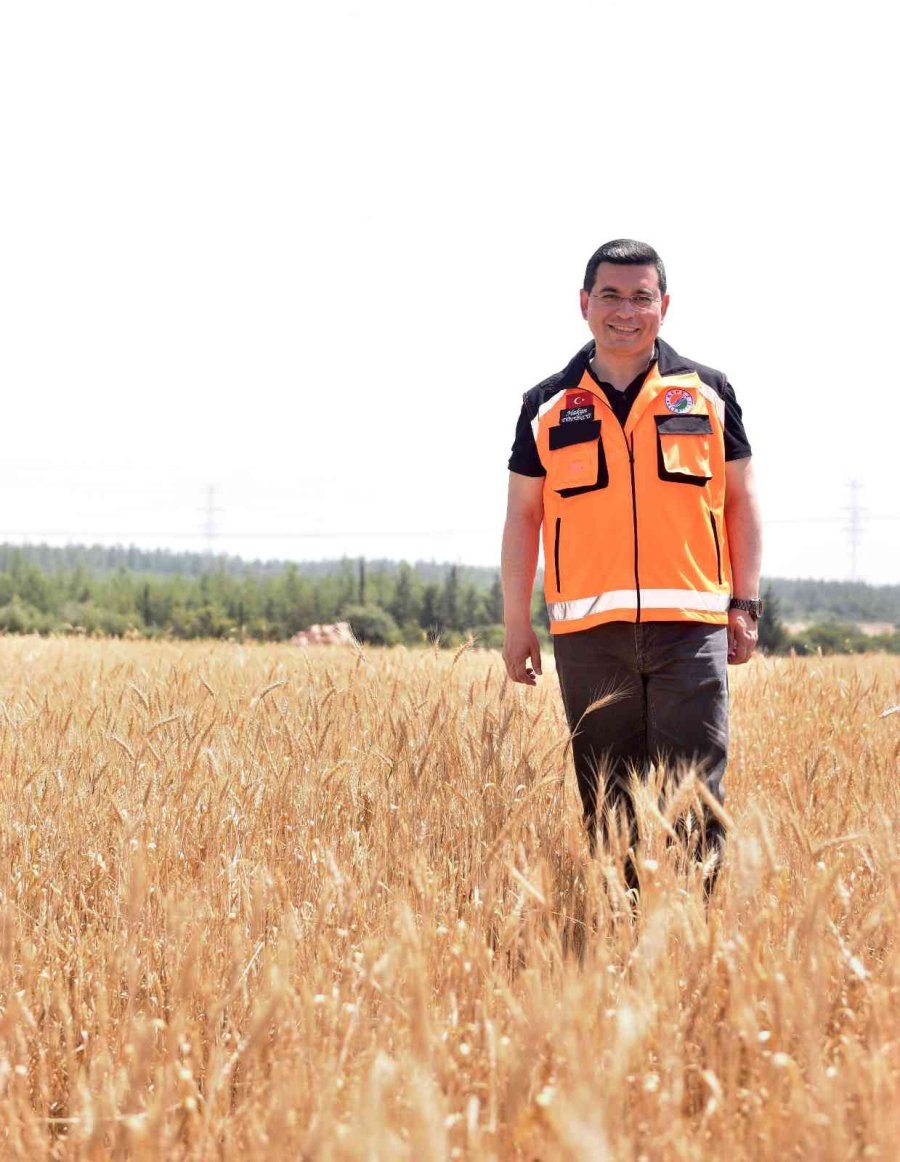 Kepez’in Buğday Tarlalarında Hasat Zamanı