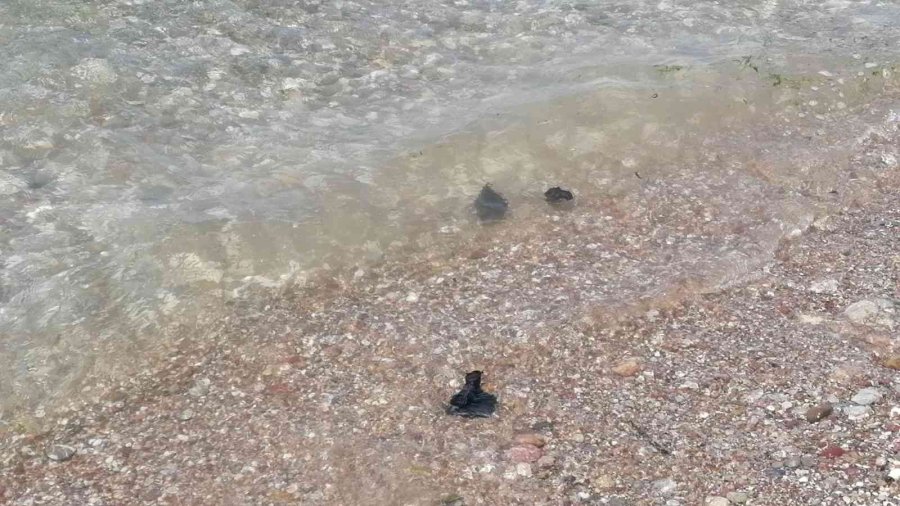 Manavgat’ta Ölü Deniz Tavşanları Sahile Vurdu