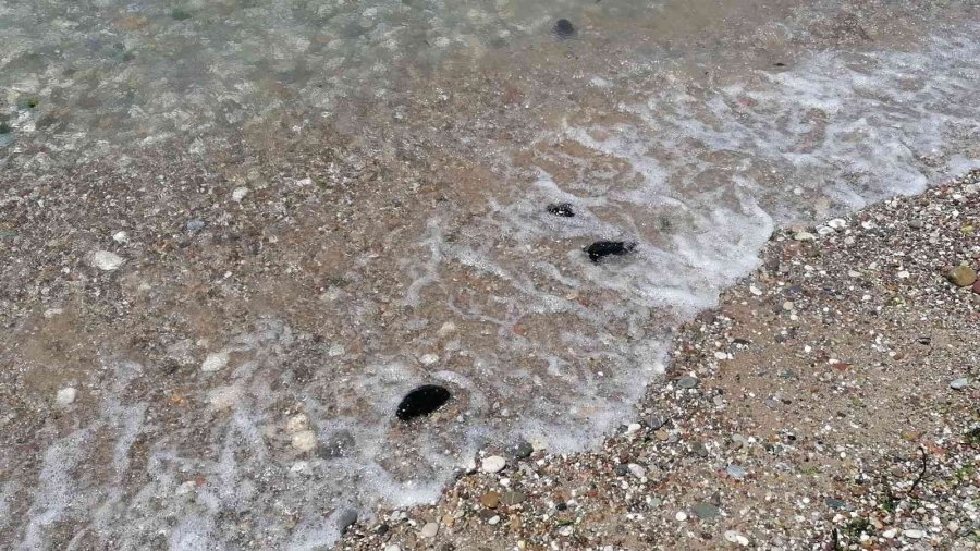 Manavgat’ta Ölü Deniz Tavşanları Sahile Vurdu