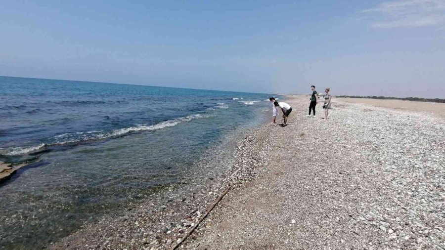 Manavgat’ta Ölü Deniz Tavşanları Sahile Vurdu