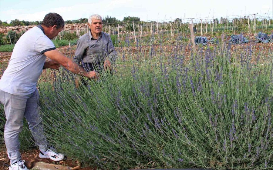 Enerjisi Rüzgar Ve Güneşten, İyi Tarıma Örnek Bahçe, Her Şey Doğal