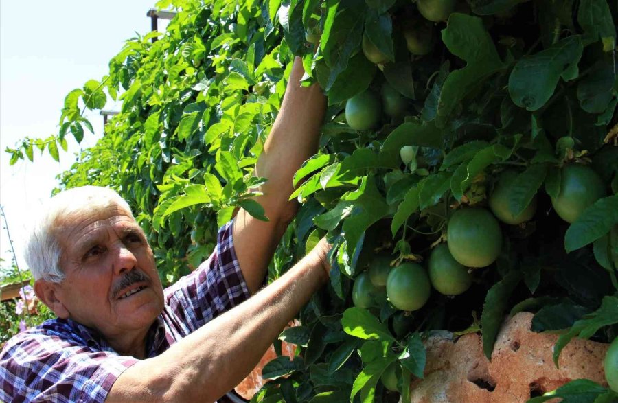 Enerjisi Rüzgar Ve Güneşten, İyi Tarıma Örnek Bahçe, Her Şey Doğal