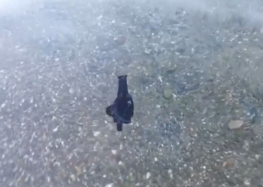 Prof. Dr. Gökoğlu’ndan Sahile Kadar Gelen Deniz Tavşanlarıyla İlgili Açıklama