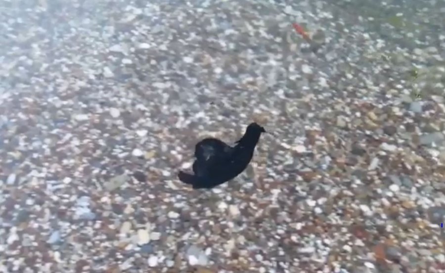 Prof. Dr. Gökoğlu’ndan Sahile Kadar Gelen Deniz Tavşanlarıyla İlgili Açıklama