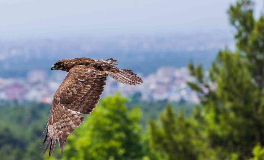 Tedavi Edilen Yırtıcı Kuşlar Doğaya Bırakıldı