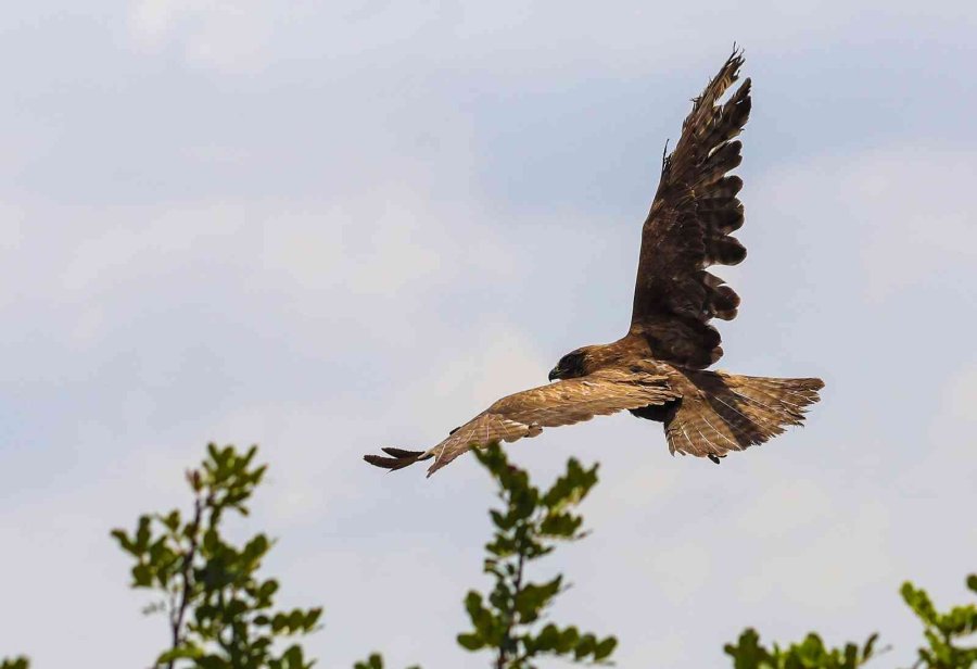 Tedavi Edilen Yırtıcı Kuşlar Doğaya Bırakıldı