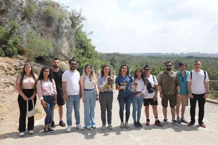 Tedavi Edilen Yırtıcı Kuşlar Doğaya Bırakıldı