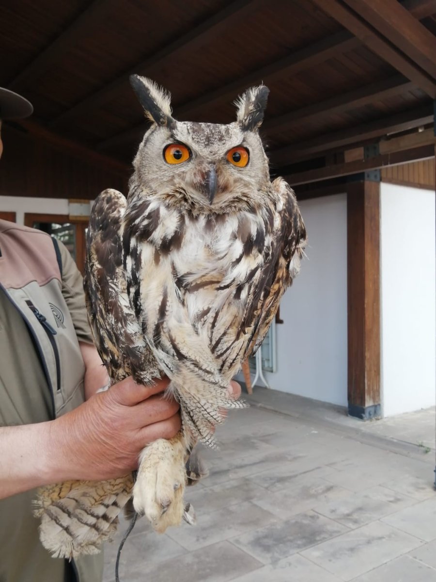 Yaralı Puhu Kuşu Tedavi Altına Alındı