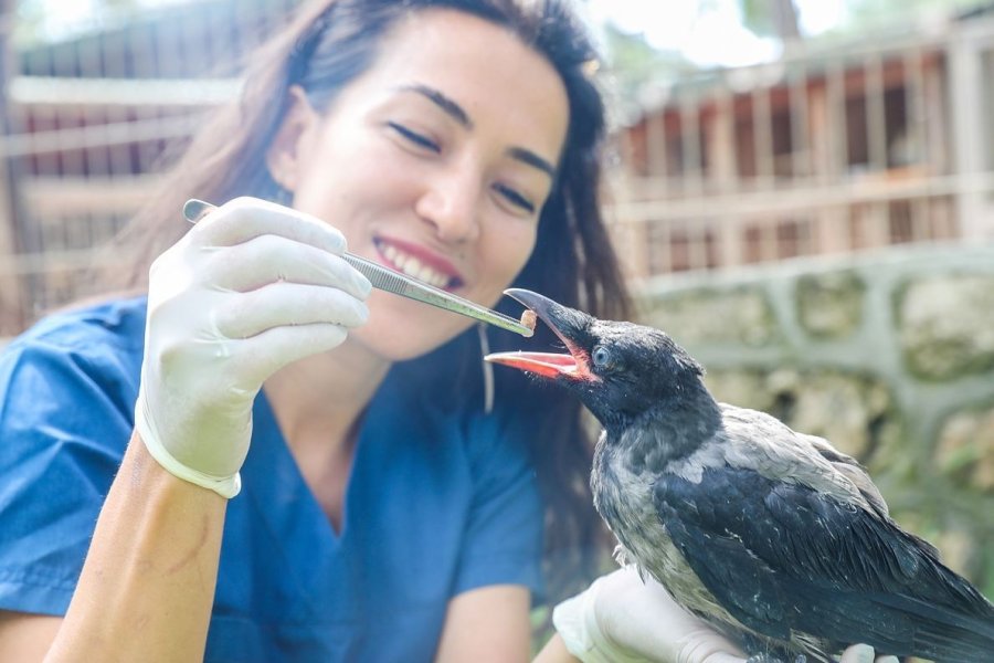 Tedavi Edilen Yırtıcı Kuşlar Doğaya Bırakıldı