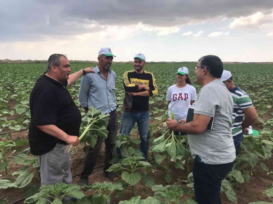 Aksaray’ın Tarım Arazilerinde İnceleme