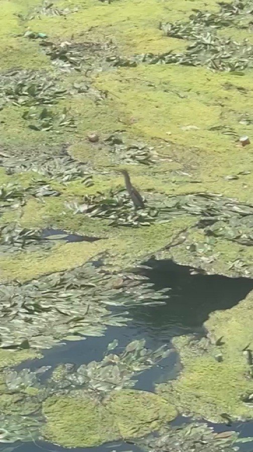 Nesli Tükenmekte Olan Balaban Kuşu, Düden Çayı Üzerinde Görüntülendi