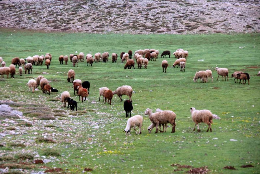 Antalya’da Yörüklerin Karla Kaplı Yayla Serüveni Başladı