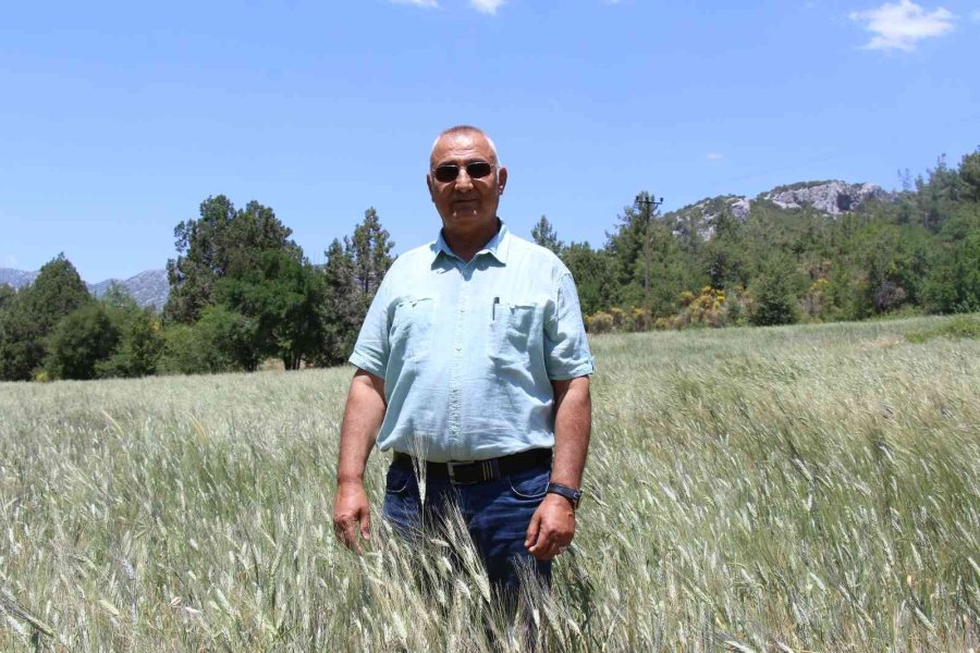 İbradı’da Dağıtılan Ata Tohumları Hasada Hazır