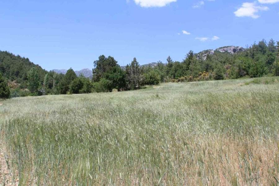 İbradı’da Dağıtılan Ata Tohumları Hasada Hazır