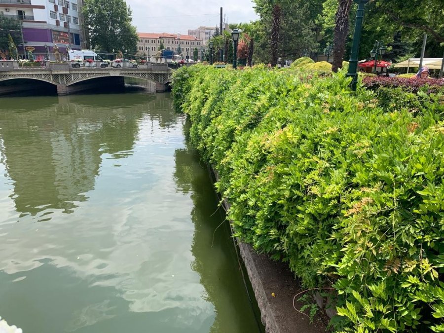 Porsuk Çayı Kenarları Yeşil Örtüyle Kaplandı