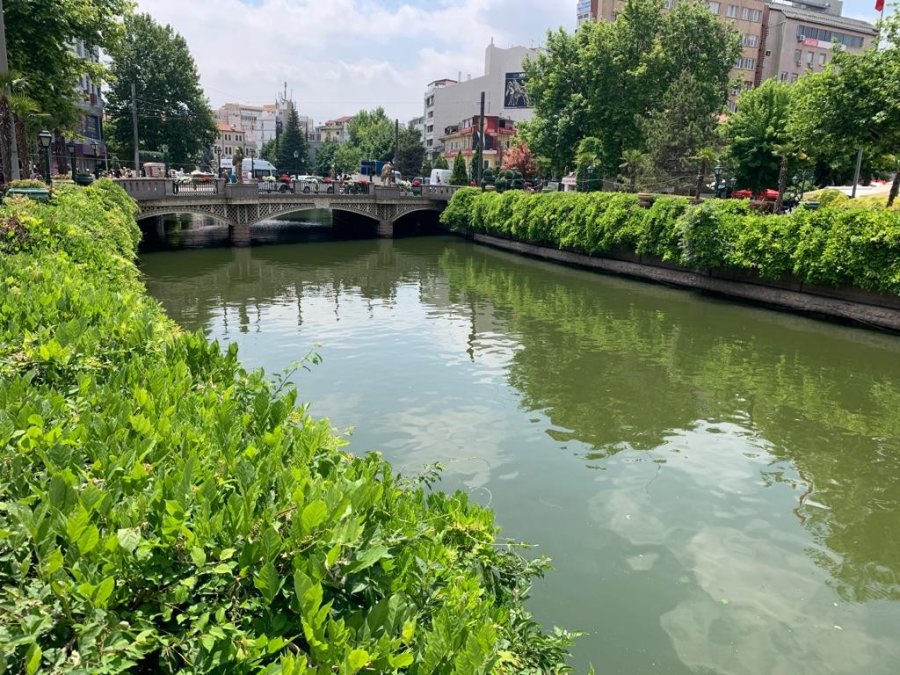 Porsuk Çayı Kenarları Yeşil Örtüyle Kaplandı