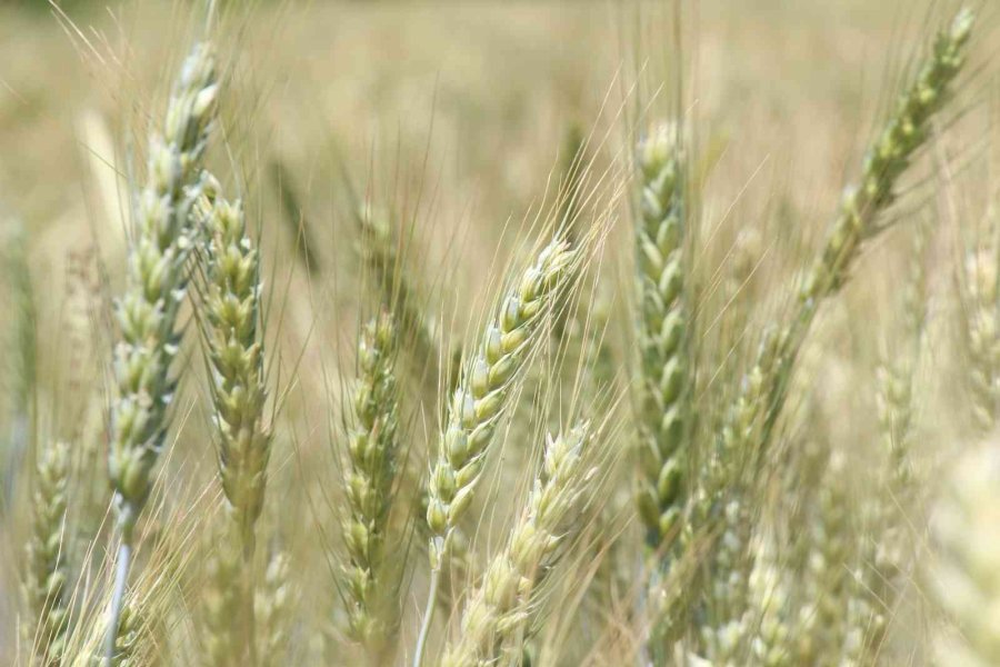 İbradı’da Dağıtılan Ata Tohumları Hasada Hazır