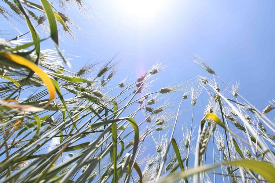 İbradı’da Dağıtılan Ata Tohumları Hasada Hazır