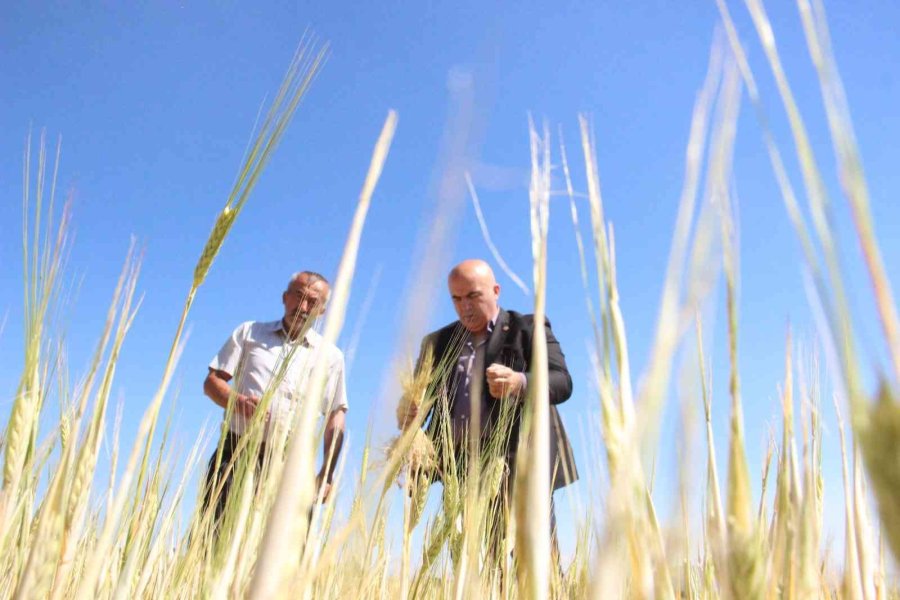 İlkbahar Yağışlarının Azlığı Kıraç Arazilerdeki Buğday Ve Arpayı Kuruttu