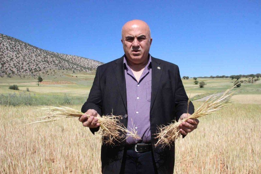 İlkbahar Yağışlarının Azlığı Kıraç Arazilerdeki Buğday Ve Arpayı Kuruttu