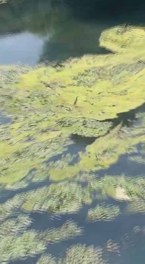 Nesli Tükenmekte Olan Balaban Kuşu, Düden Çayı Üzerinde Görüntülendi