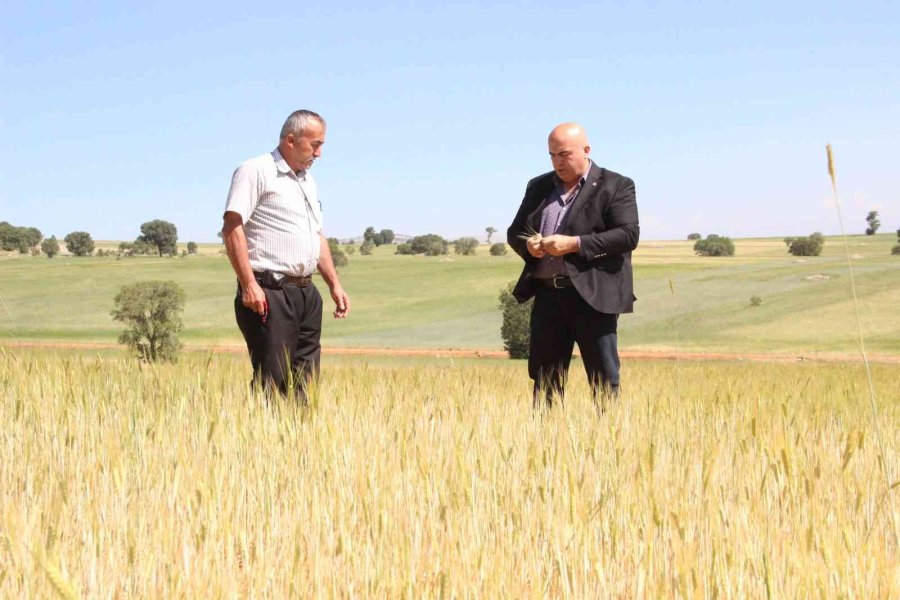 İlkbahar Yağışlarının Azlığı Kıraç Arazilerdeki Buğday Ve Arpayı Kuruttu