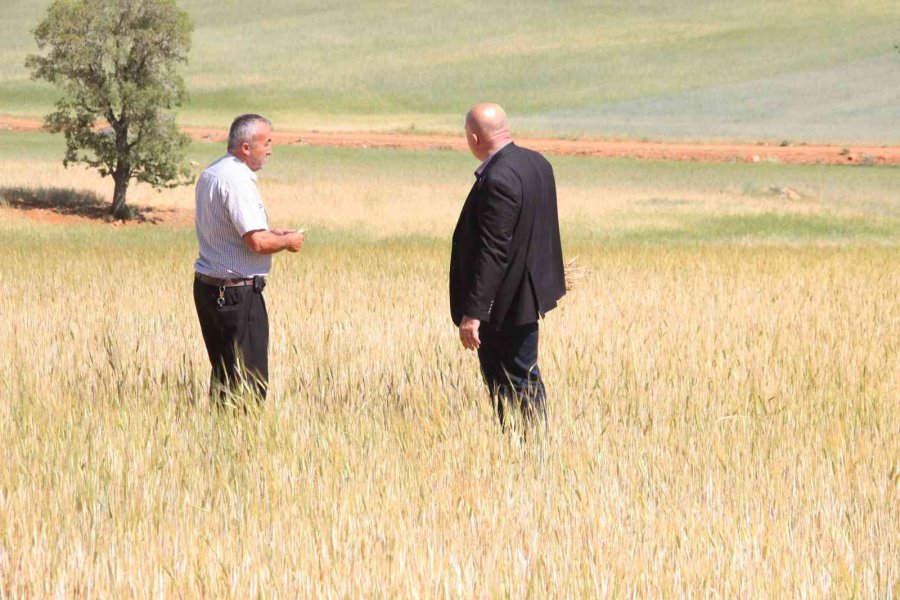 İlkbahar Yağışlarının Azlığı Kıraç Arazilerdeki Buğday Ve Arpayı Kuruttu