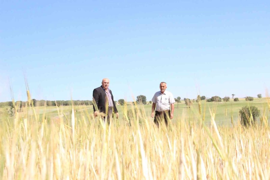 İlkbahar Yağışlarının Azlığı Kıraç Arazilerdeki Buğday Ve Arpayı Kuruttu