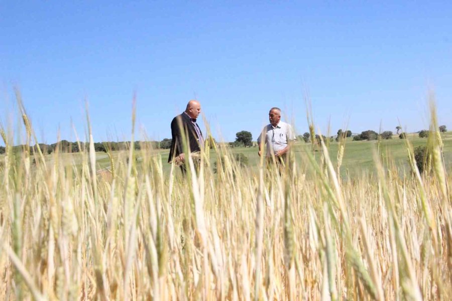 İlkbahar Yağışlarının Azlığı Kıraç Arazilerdeki Buğday Ve Arpayı Kuruttu