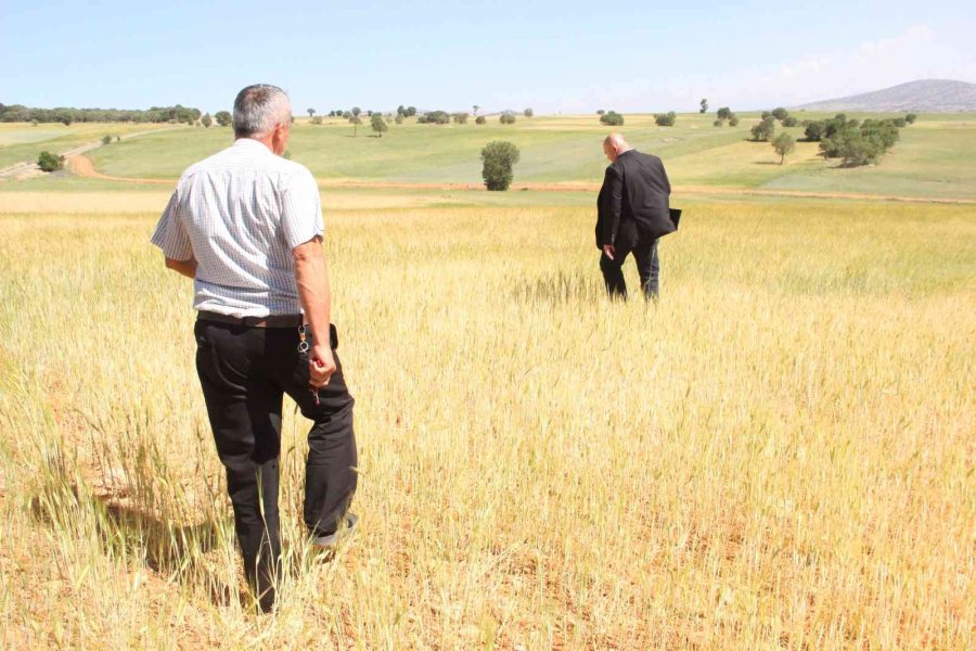 İlkbahar Yağışlarının Azlığı Kıraç Arazilerdeki Buğday Ve Arpayı Kuruttu
