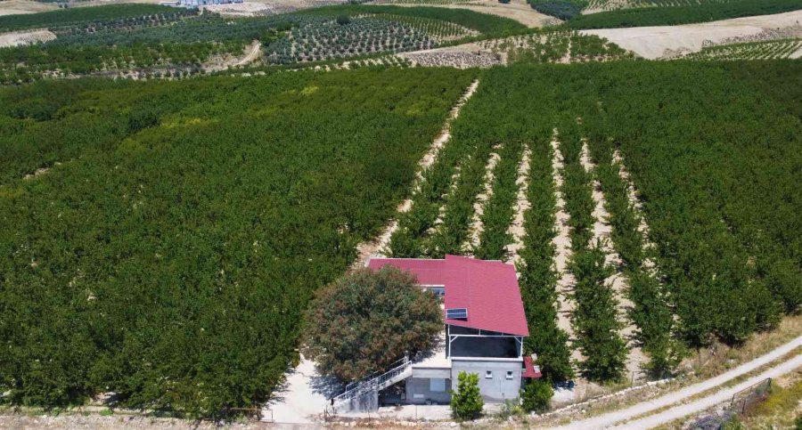 Kayısının Altın Yılı: Üreticinin Yüzü İki Kez Güldü